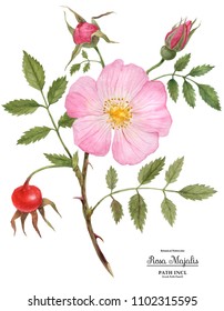 Watercolor Illustration Wild Rose (Cinnamon Rose) Flower, Fruit And Buds On A Branch. Isolated, Path Included