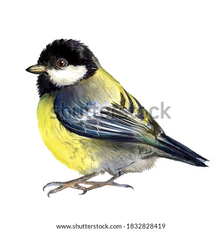 Watercolor illustration of winter titmouse bird, feathered, migratory bird, yellow breast, fauna, bird