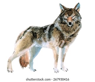 Watercolor Illustration Of A Wolf