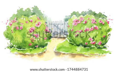 Watercolor illustration of a wooden garden gate with rose bushes