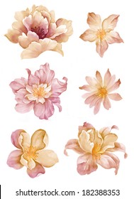 Watercolor Illustration Yellow Flower Set In Simple Background 