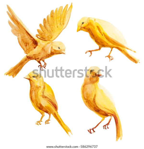 水彩イラスト 黄色い空を飛び カナリアに座っています 黄色い白鳥のセット のイラスト素材