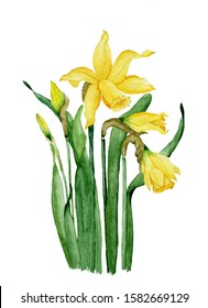 Watercolor illustration of yellow narcissus of white background, Daffodils, Yellow flowers