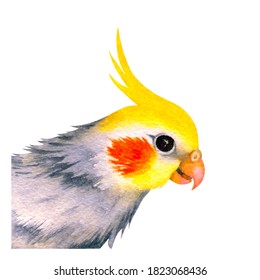 Watercolor illustration: yellow-gray cockatiel parrot on white background