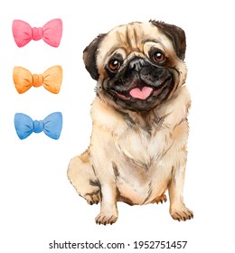 Watercolor illustrations of beige pug, friend, pet, dog with tongue hanging out 