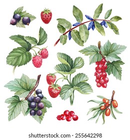 Watercolor Illustrations Of Berries