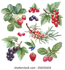 Watercolor Illustrations Of Berries