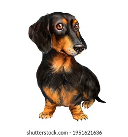 Watercolor illustrations of black dachshund dog with tan 
