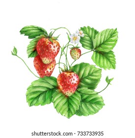 53,117 Strawberry hand drawing Images, Stock Photos & Vectors ...