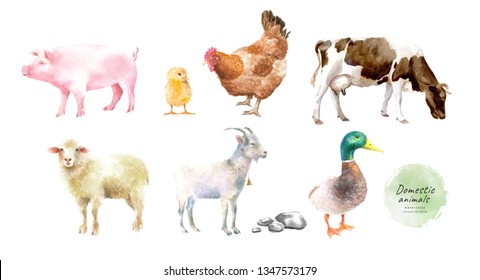 Watercolor illustrations of domestic animals: pig, chicken, chicken, cow, ram, goat, duck, isolated drawings by hand.