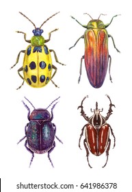 Watercolor Illustrations Insects - Bugs. Hand Painting, Isolated Elements.