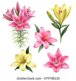 Watercolor Illustrations Of Lily Flowers
