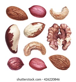 Watercolor Illustrations Of Nuts