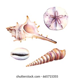 Watercolor Illustrations Of Shells