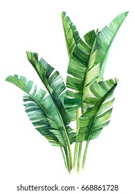 watercolor illustrations tropical palm leaves, isolated on white background