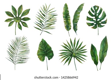Watercolor illustration.Tropical leaves collection.Exotic palm leaves,philodendron leaves,dypsis lutescens leaves,banana leaves.Perfect for wedding invitations,prints,postcards,posters.
