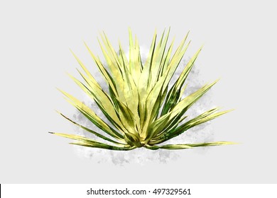 Watercolor Image Of Agave Plant.