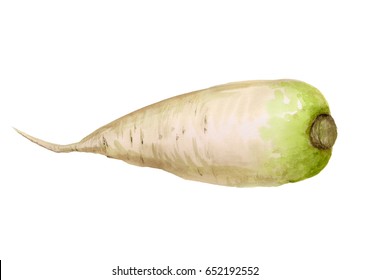 Watercolor Image Of Daikon Radish On White Background