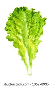 Watercolor Image Of Green Leaf Of Lettuce