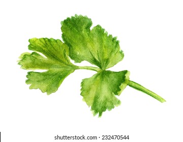 Watercolor Image Of Leaf Of Coriander On White Background