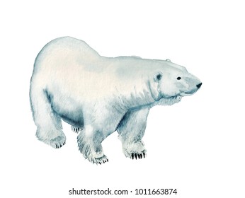 Watercolor Image Of Polar Bear On White Background