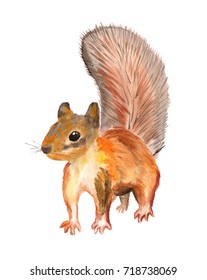 Watercolor Image Of Red Squirrel On White Background