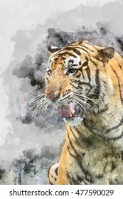 Watercolor image of Royal Bengal tiger