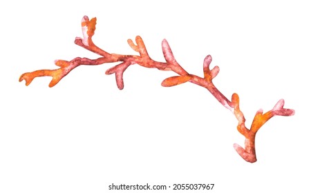 Watercolor image sea coral  Realistic drawing  Isolated white background