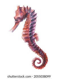 Watercolor image of a seahorse. Realistic drawing. Isolated on a white background