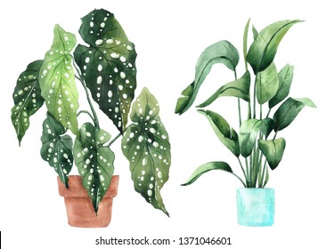 Watercolor image with tropical leaves and leaves of indoor plants. Home plant in pots. Greenery. Juicy. Floral design element. Perfect for invitations, cards, prints, posters.
