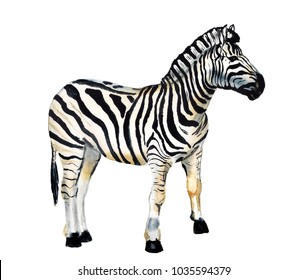 Watercolor Image Of Zebra On White Background