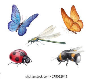 Watercolor Insects Illustrations