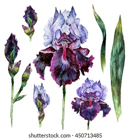 Watercolor Iris flower, buds, leaves and stems isolated on white background. Hand drawn illustration in vintage style