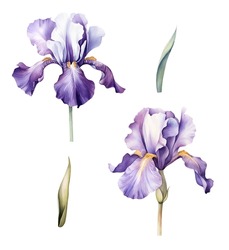 Watercolor Iris, Spring. Illustration Clipart Isolated On White Background.