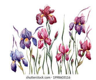 Watercolor irises isolated on a white background. Botanical illustration. 
