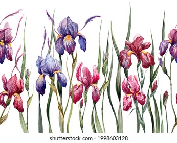 Watercolor irises isolated on a white background. Botanical illustration. 
