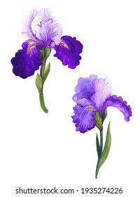 Watercolor irises, irises watercolor, watercolor sketch with flowers, spring irises flowers