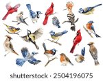 Watercolor isolated birds clipart. Set of painted forest cute bird. Robin, wren, blue bird, waxwing, blue jay, blue tit, red cardinal. Spring or summer decorative illustration	