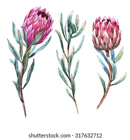 Watercolor Isolated Drawing Exotic Flower Protea Flower Australia