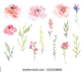 Watercolor isolated floral elements, flowers and leaves