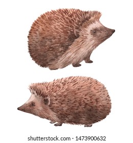 Watercolor Isolated Illustration Of A Cute Hedgehog.