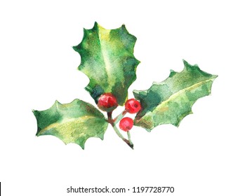 watercolor isolated illustration of holly, drawing by hand branches of berries with paints, decor for New Year and Christmas