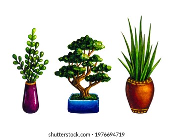 Watercolor Isolated Illustration On White Background: Indoor Home Peperomia Rotundifolia, Sansevieria And Bonsai In Pots