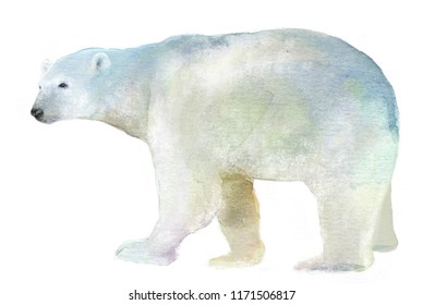 Watercolor Isolated Illustration Of A Polar Bear, Drawing By The Hand Of A Polar Animal