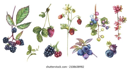 5,131 Blackberry Botanical Illustration Images, Stock Photos & Vectors ...