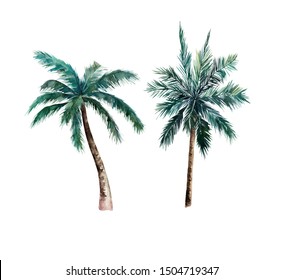 Watercolor Isolated Palm Tree. Hand Drawn Illustration