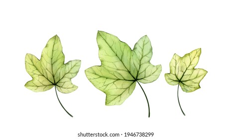 Transparent ivy print