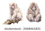 Watercolor Japanese Macaque. Illustration clipart isolated on white background.