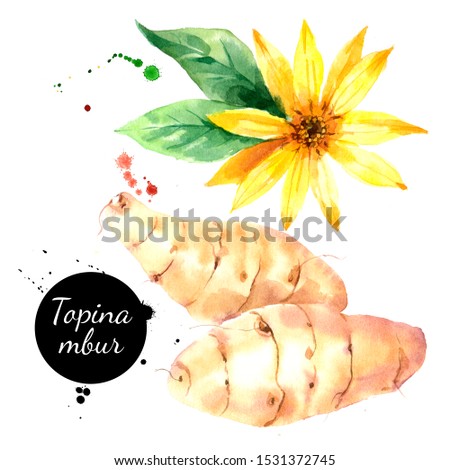 Watercolor jerusalem artichoke illustration. Painted isolated fresh superfood topinambur on white background [[stock_photo]] © 
