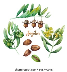 Watercolor jojoba collection isolated on white background